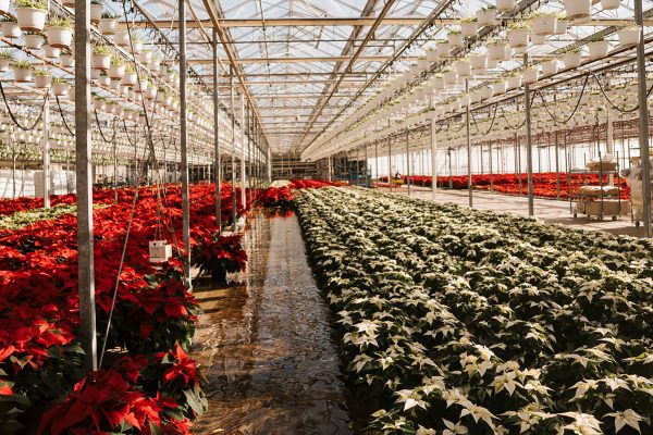 FLOOD FLOOR IN ACTION FLOOD FLOOR IN ACTION