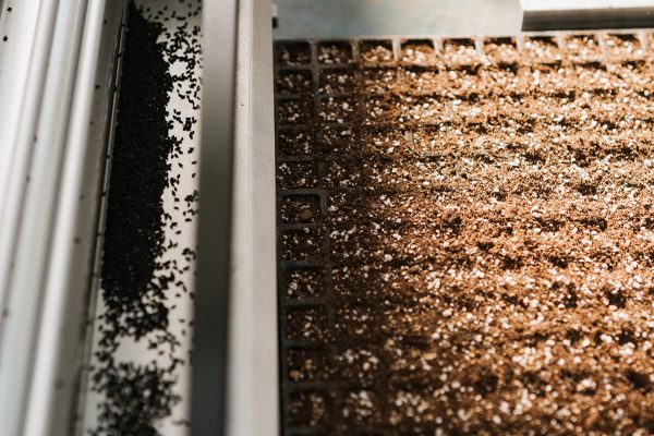 SEEDING MACHINE IN ACTION SEEDING MACHINE IN ACTION