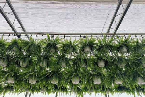 10IN HANGING BASKET BOSTON FERN