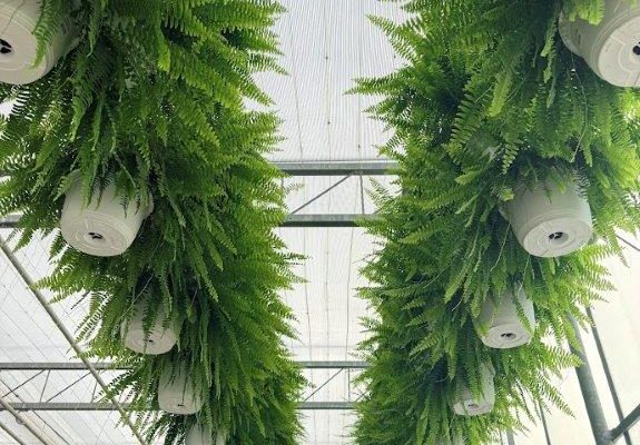 10IN HANGING BASKET BOSTON FERN