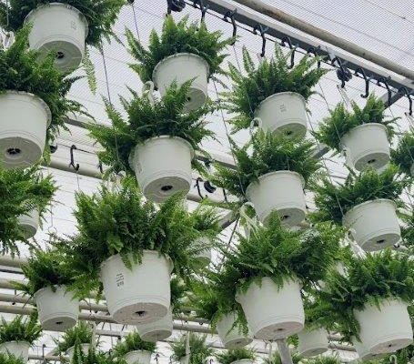 10IN HANGING BASKET FERN-FLUFFY RUFFLES