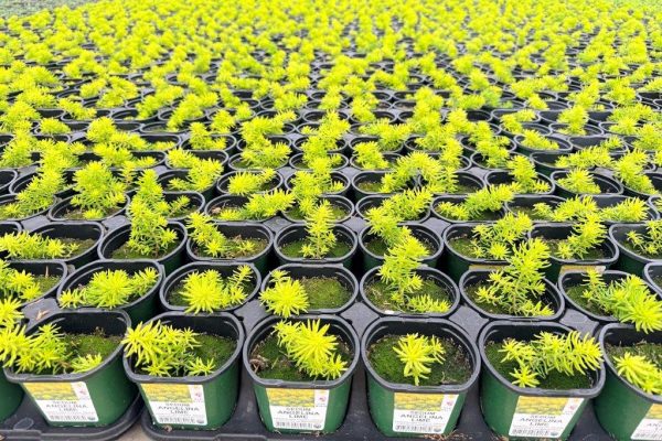 10STD ACC SEDUM 10STD ACC SEDUM