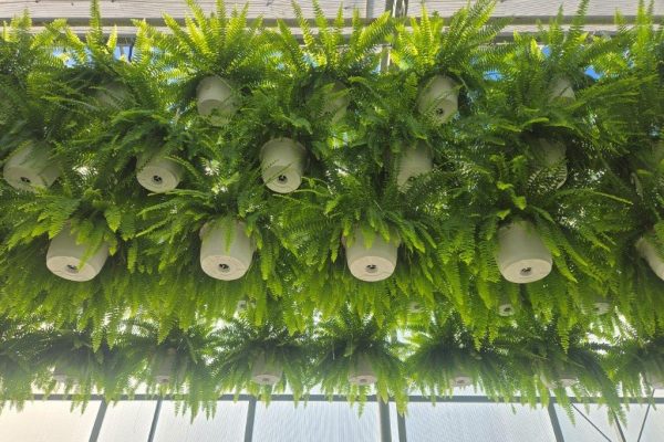 10inBKST BOSTON FERNS 10inBKST BOSTON FERNS