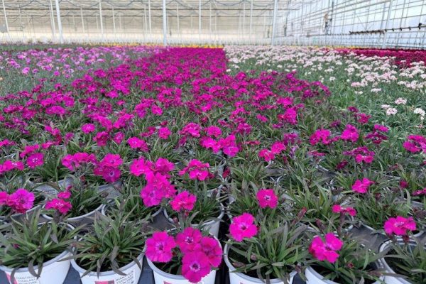 801PER DIANTHUS 801PER DIANTHUS