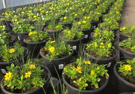 LGRD EARLY SPRING COMBOS LGRD EARLY SPRING COMBOS