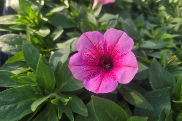 PETUNIA SPUN SUGAR PETUNIA SPUN SUGAR