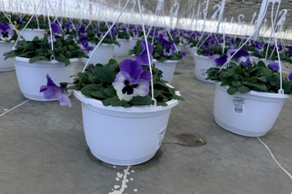 SM HANGING BASKET PANSY SM HANGING BASKET PANSY