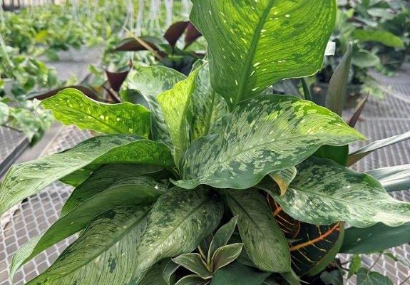 12IN HOUSEPLANT BOWL
