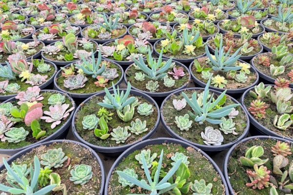 RD SUCCULENT BOWL RD SUCCULENT BOWL