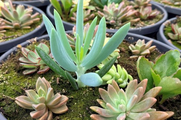 SUCCULENT BOWL RD SUCCULENT BOWL RD