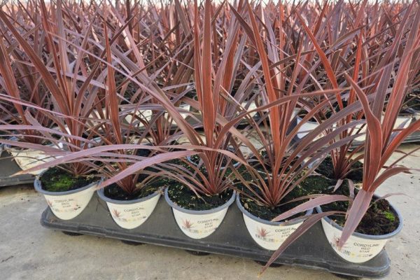 1001ANN CORDYLINE RED STAR