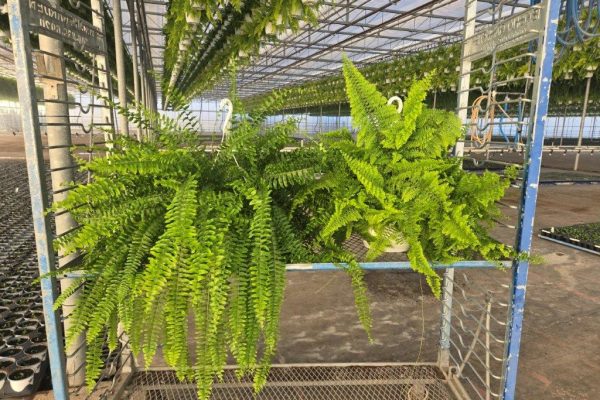 10BKST BOSTON AND FLUFFY RUFFLES FERN