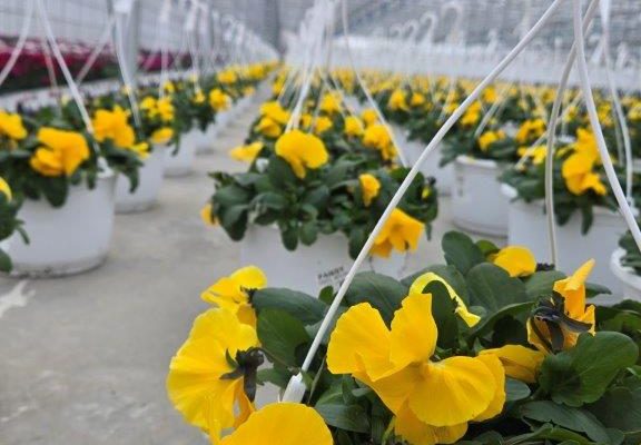 10BKST PANSY COOL WAVE YELLOW