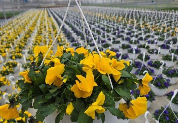 10BKST PANSY COOL WAVE YELLOW 10BKST PANSY COOL WAVE YELLOW