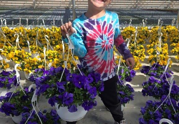 10BKST PANSY TOP WAVE BLUE BLOTCH 10BKST PANSY TOP WAVE BLUE BLOTCH