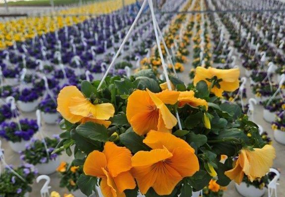 10BKST PANSY TOP WAVE ORANGE