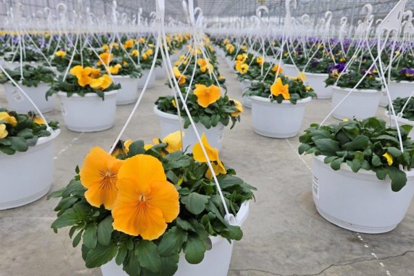 10BKST PANSY TOP WAVE ORANGE