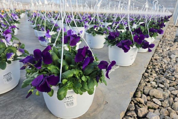 10BKST PANSY TOP WAVE VIOLET