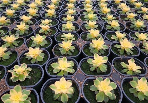 10STDACC AEONIUM KIWI