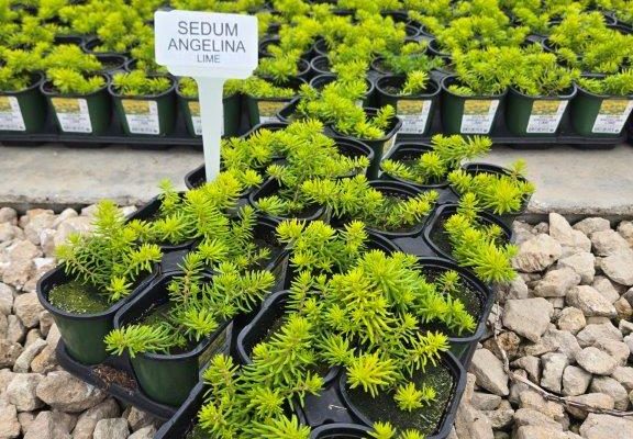10STDACC SEDUM ANGELINA LIME 10STDACC SEDUM ANGELINA LIME