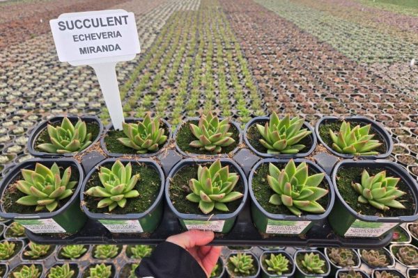 10STDACC SUCCULENT MIRANDA
