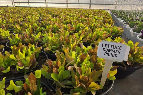 12BOWL LETTUCE SUMMER PICNIC