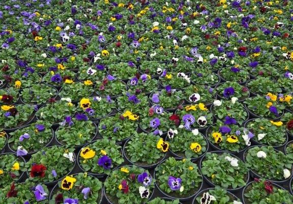 12BOWL PANSY BLOTCH MIX (2) 12BOWL PANSY BLOTCH MIX