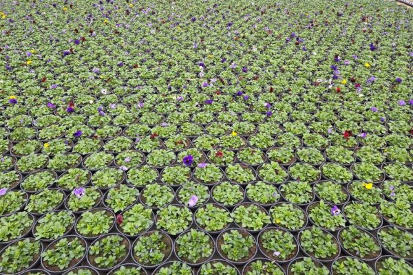 12BOWL PANSY BLOTCH MIX