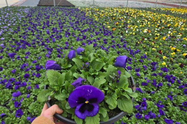 12BOWL PANSY BLUE BLOTCH 12BOWL PANSY BLUE BLOTCH