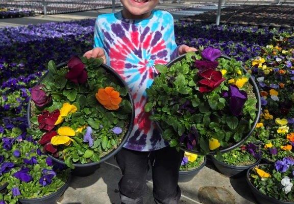 12BOWL PANSY CLEAR MIX 12BOWL PANSY CLEAR MIX