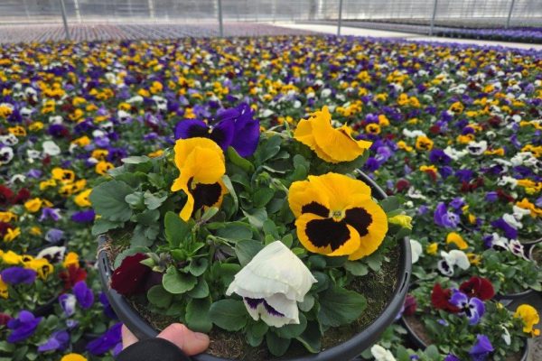 12BOWL PANSY CROP PHOTO