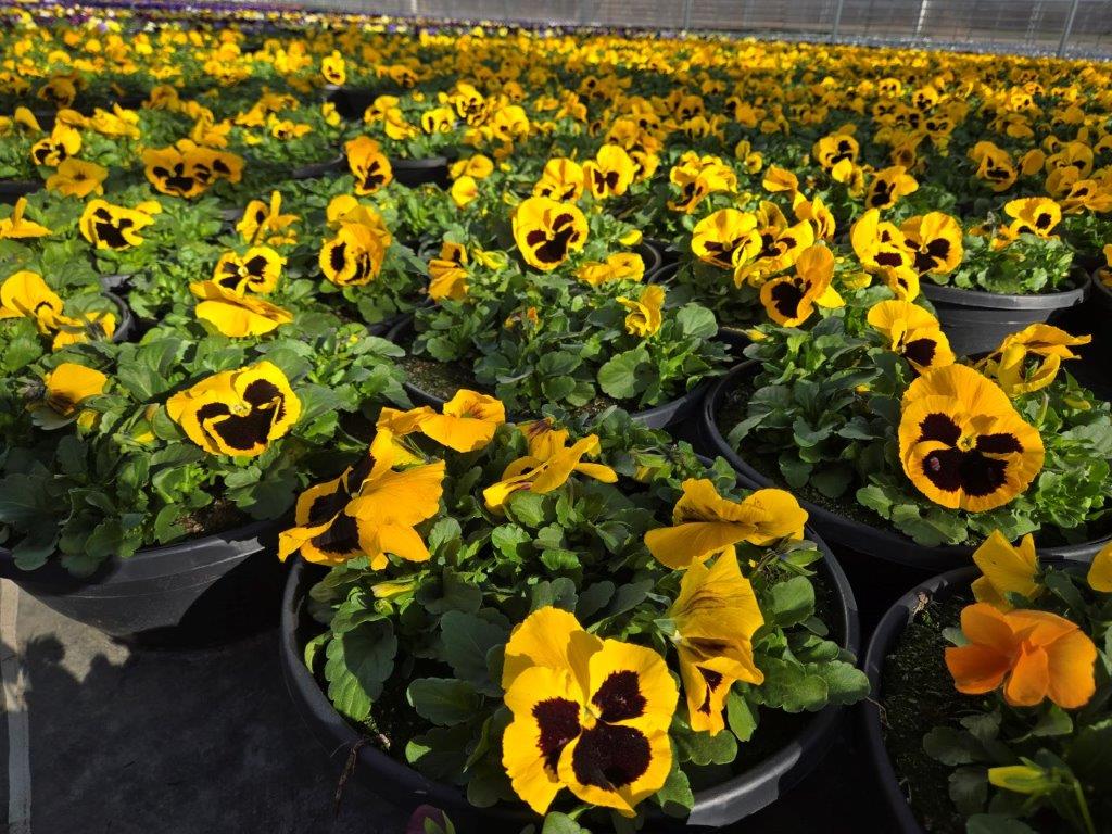 12BOWL PANSY YELLOW BLOTCH