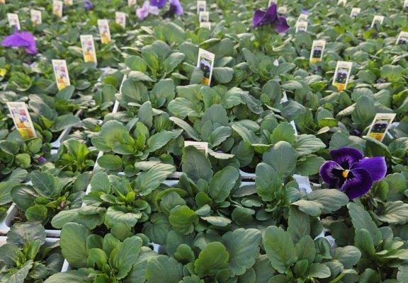 306ANN PANSY BEACONSFIELD