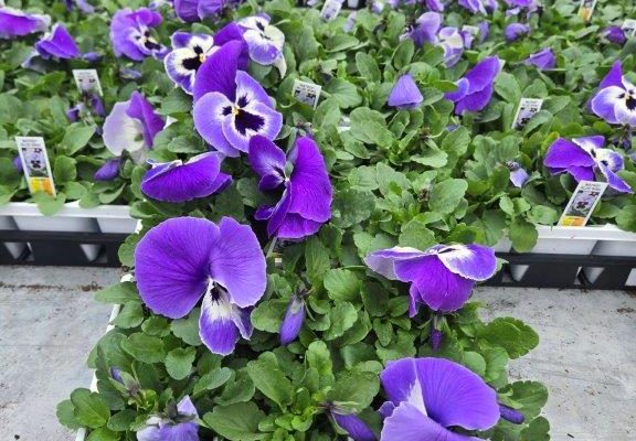 306ANN PANSY BLUE WING 306ANN PANSY BLUE WING