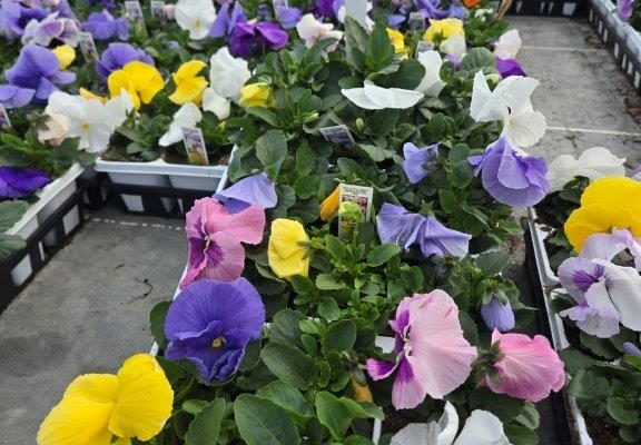 306ANN PANSY WATERCOLORS MIX