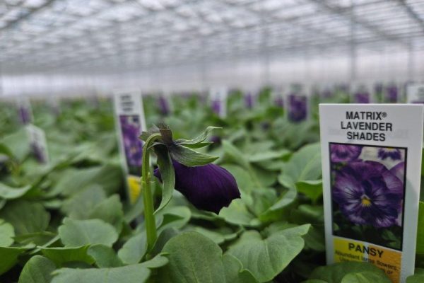 606 PANSY LAVENDER SHADES