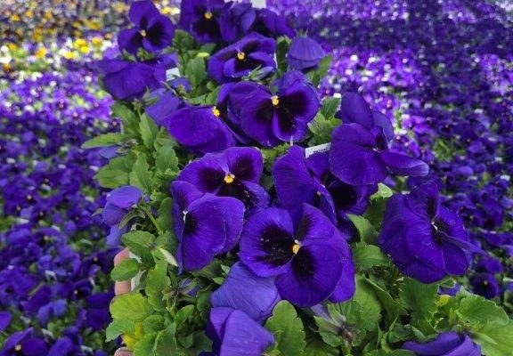 606ANN PANSY BLUE BLOTCH (2) 606ANN PANSY BLUE BLOTCH