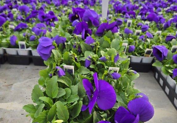 606ANN PANSY BLUE BLOTCH