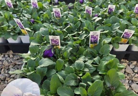 606ANN PANSY LAVENDER SHADES