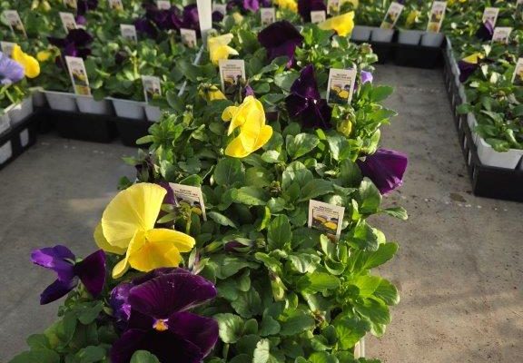 606ANN PANSY TRICOLOR MIX