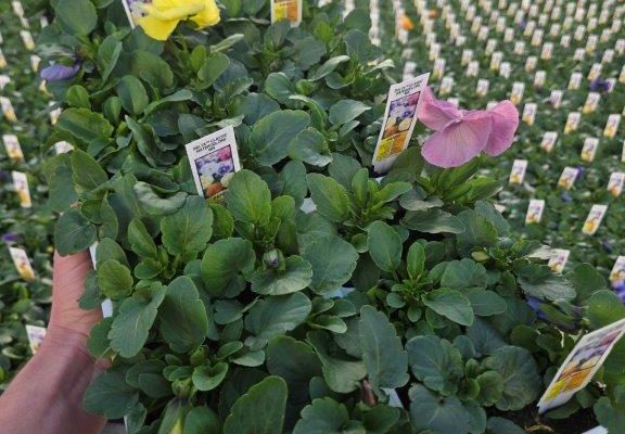 606ANN PANSY WATERCOLORS MIX