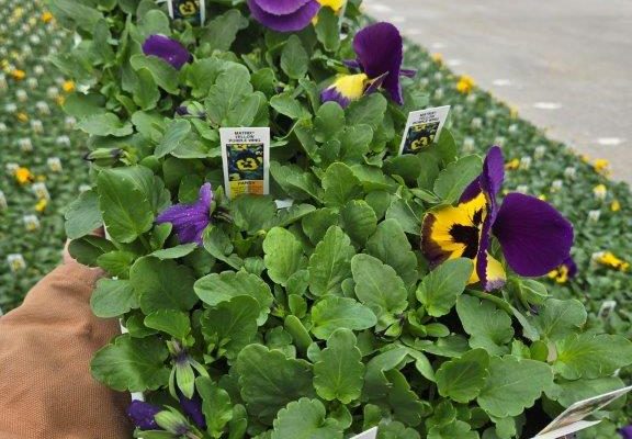 606ANN PANSY YELLOWPURPLE WING 606ANN PANSY YELLOWPURPLE WING