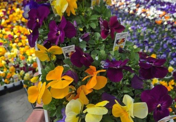 606ANN VIOLA COLOR MAX MIX 606ANN VIOLA COLOR MAX MIX