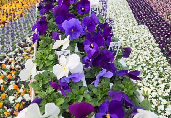 606ANN VIOLA COOL WATERS MIX