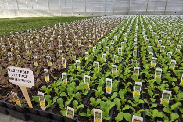 606VEG LETTUCE