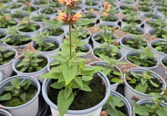 801PER AGASTACHE HONEYSTICKS SANDSTONE