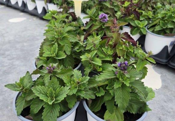 801PER CARTYOPTERIS PAVILLION BLUE 801PER CARTYOPTERIS PAVILLION BLUE