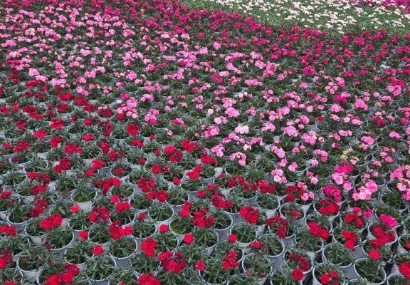 801PER DIANTHUS CROP (2) 801PER DIANTHUS CROP