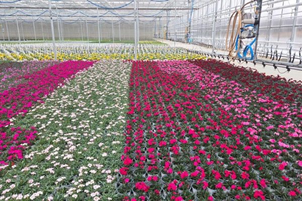 801PER DIANTHUS CROP
