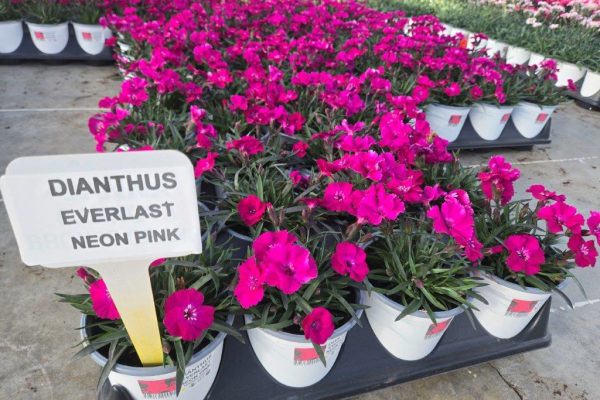 801PER DIANTHUS EVERLAST NEON PINK 801PER DIANTHUS EVERLAST NEON PINK